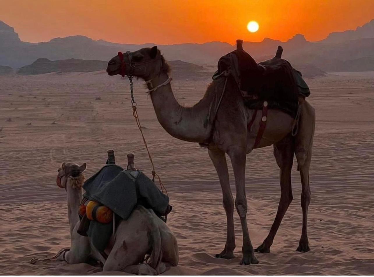 Desert Bedouin Adventure Wadi Rum Exterior foto