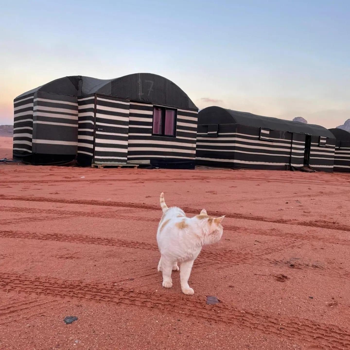 Desert Bedouin Adventure Wadi Rum Exterior foto