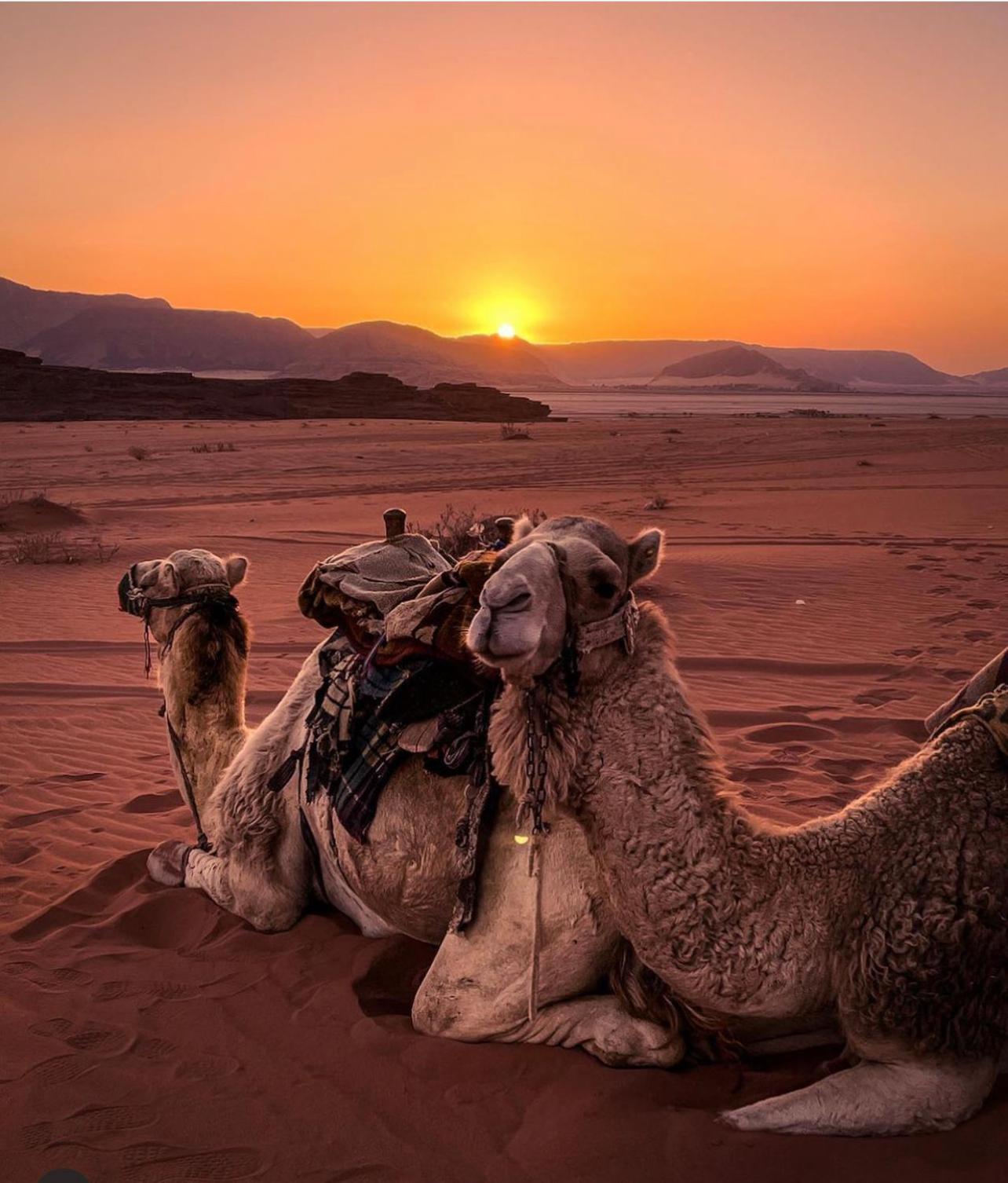 Desert Bedouin Adventure Wadi Rum Exterior foto